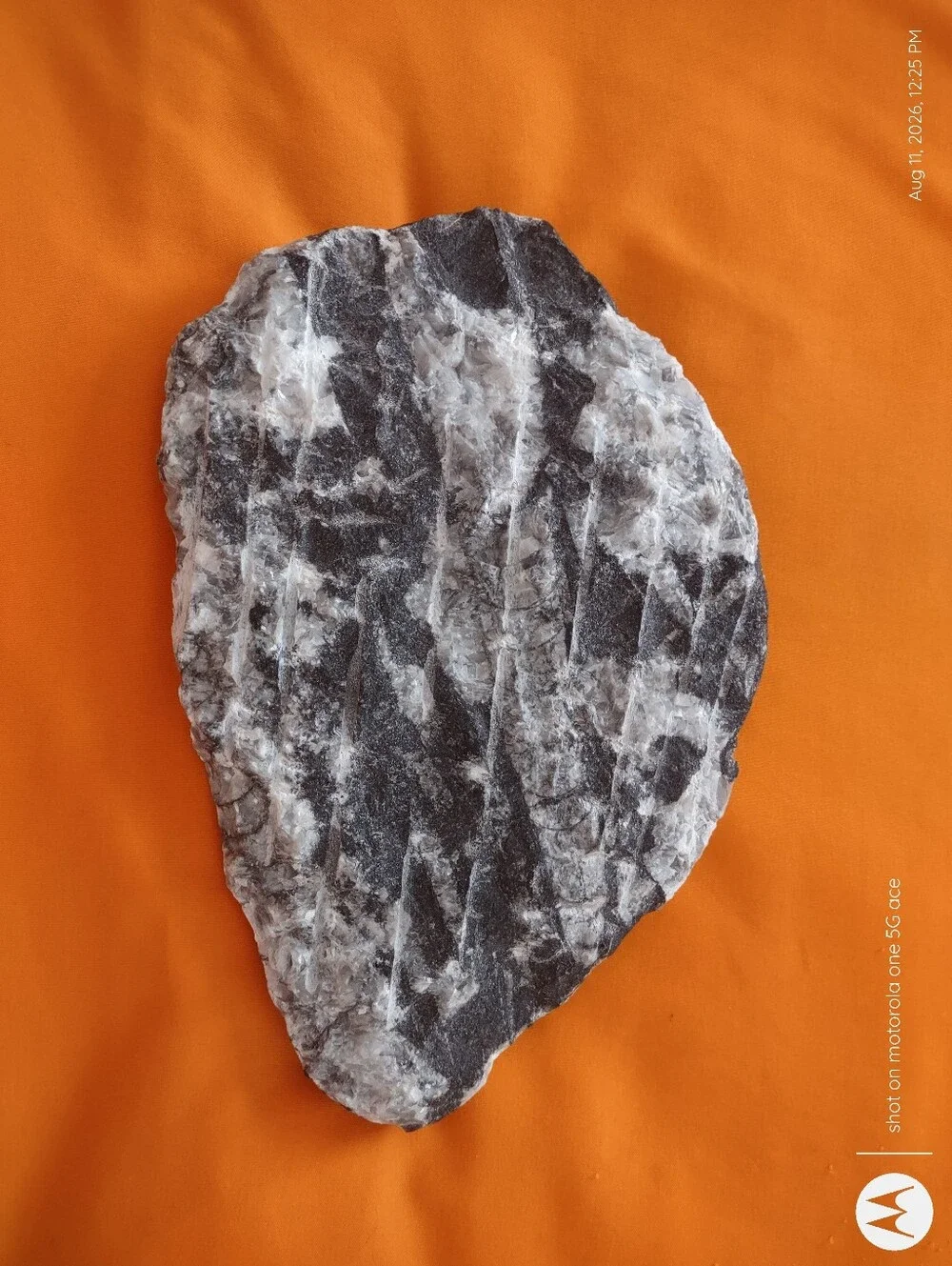 Black and White Orthoceras Fossil Polished Nautiloid Specimen